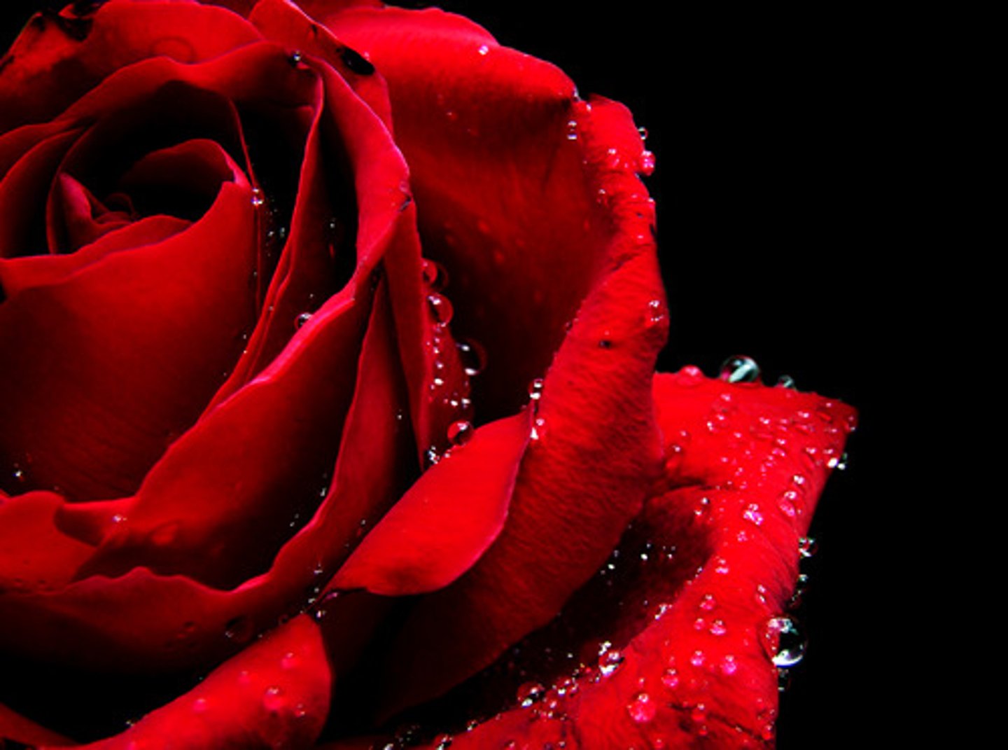 <p>rojo/a</p>