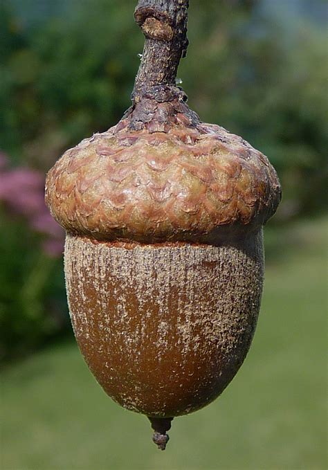 <p><span style="font-family: Inter, helvetica, arial, sans-serif">not splitting open to release the seeds when ripe</span></p>