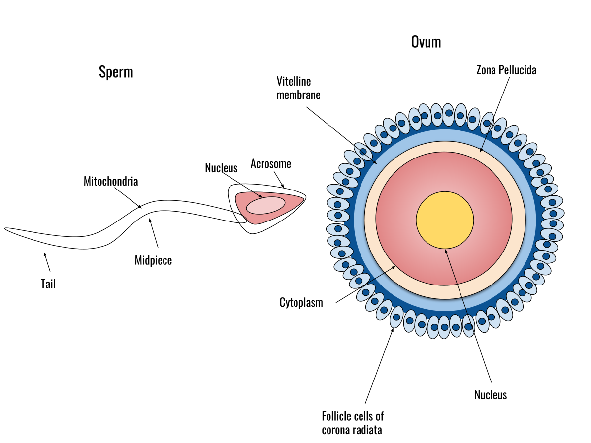 <p>The process of a sperm cell and egg fusing.</p>
