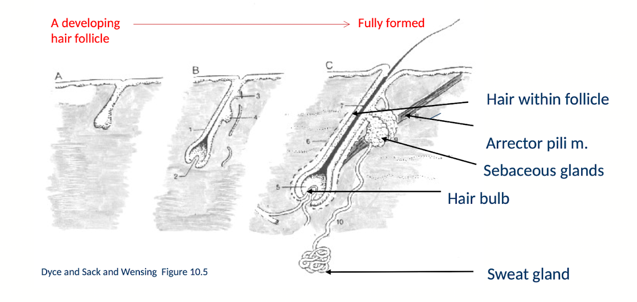 <p>Begins with a localised thickening of epidermis (ectodermal bud) which grows down into underlying mesenchyme</p>