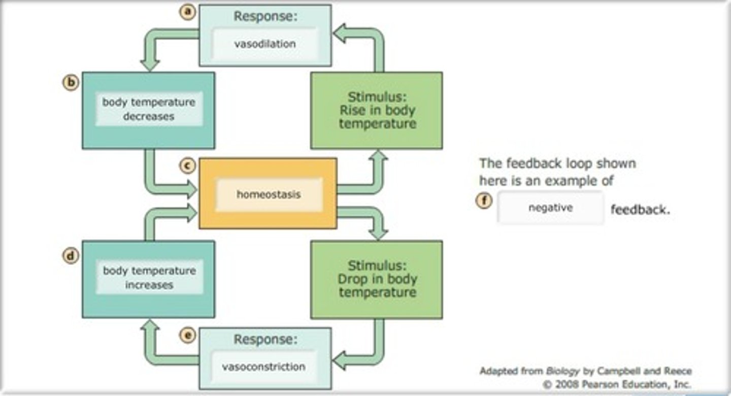 <p>Process that allows your body to maintain its core internal temperature.</p>