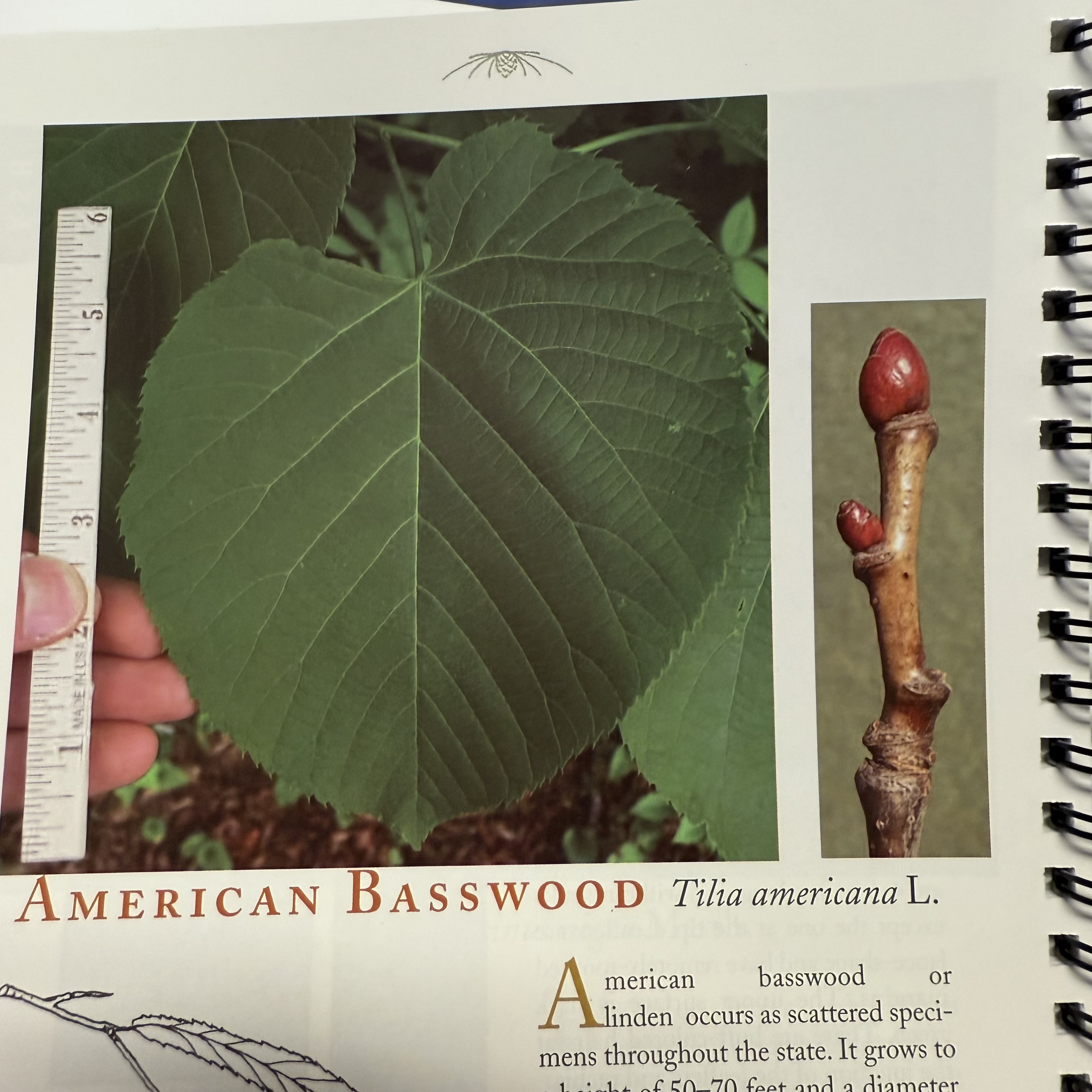 <p>American basswood</p>
