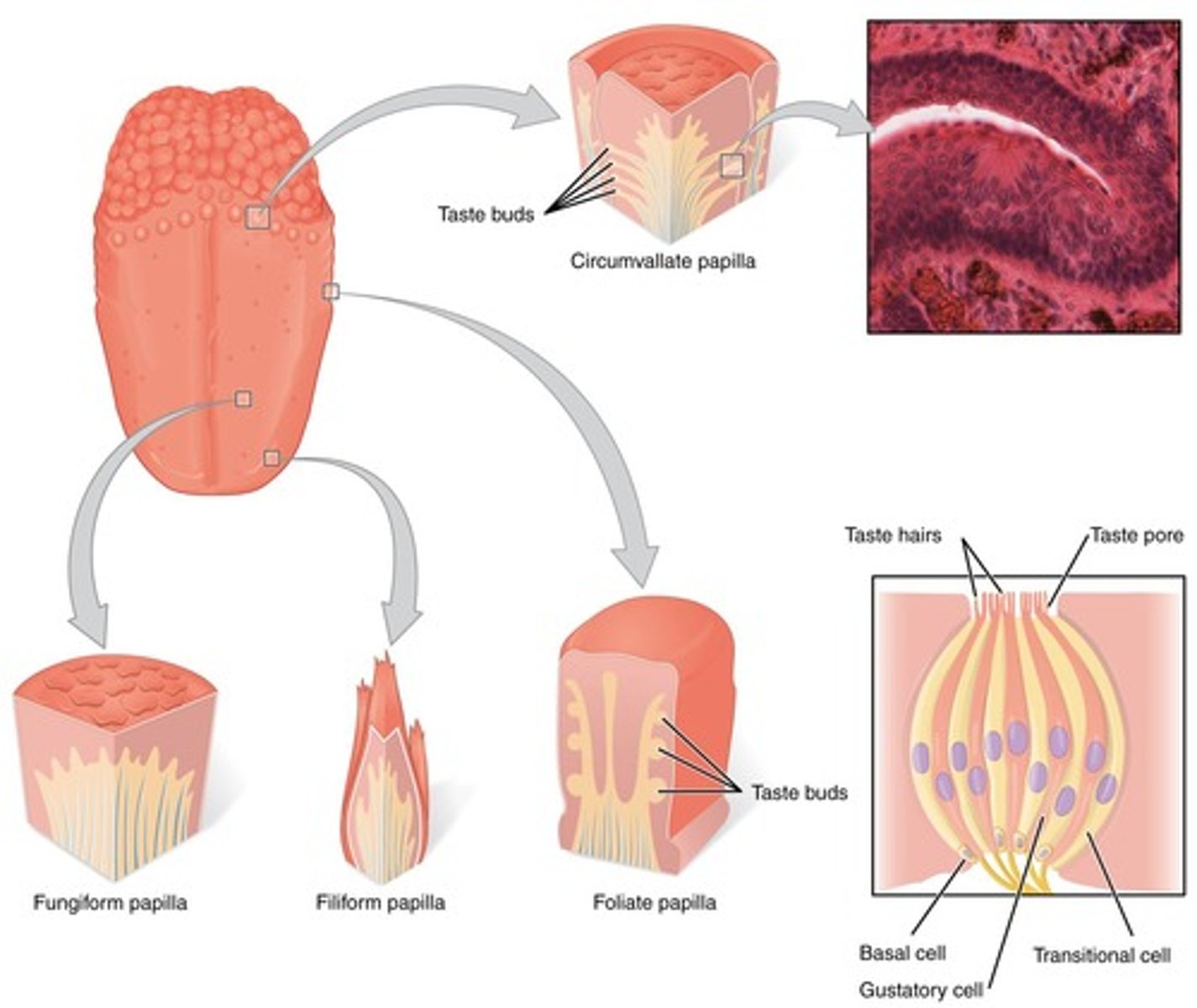 <p>Structures on the tongue that contain taste buds.</p>