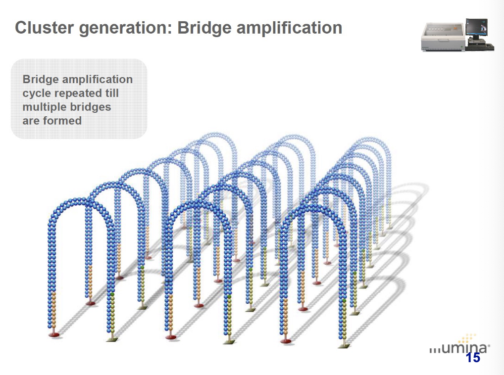 <p>bridge amplification cycle is repeated till multiple bridges are formed.</p>