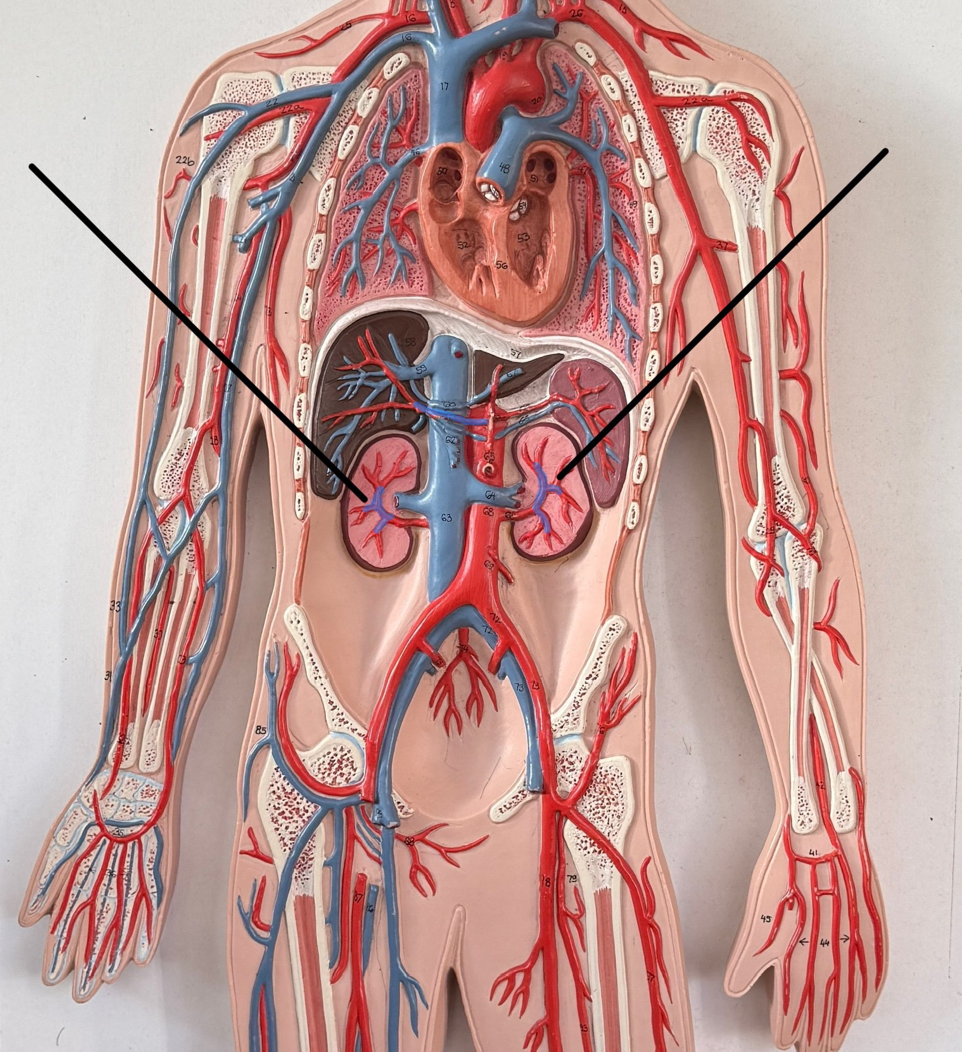 <p>Which arteries are these?</p>