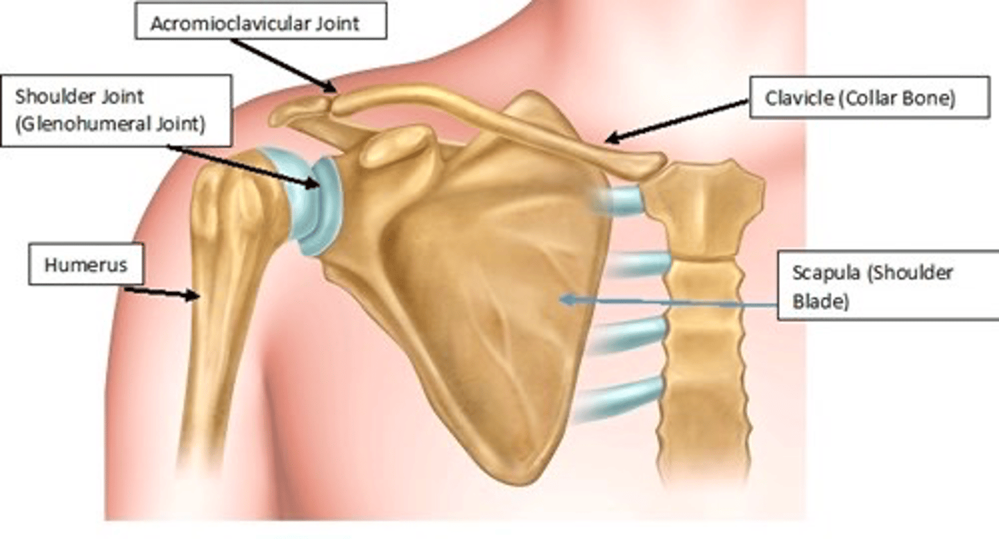 <p>- Glenohumeral</p><p>- Acromioclavicular</p><p>- Sternoclavicular</p><p>- Scapulothoracic</p>