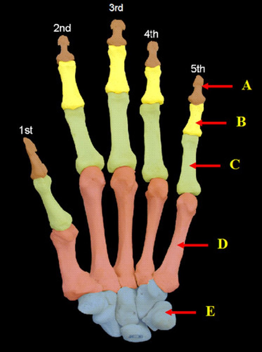 <p>-Carpus forms wrist</p><p>&gt;Two rows of short bones</p><p>-Five metacarpals</p><p>-Four fingers have three phalanges</p><p>-Pollex (thumb) has two phalanges</p>