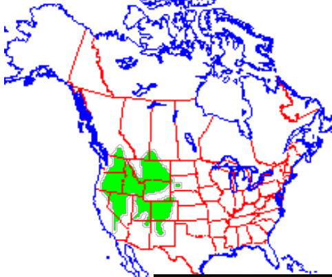 <p>Which species fits the following habitat and management concerns?</p><p><br>Habitat: Overlap pikas at the interface of talus sloped and mountain meadows in alpine, subalpine, and montane zones; somewhat more generalist in habitat than pikas; occurring in montane forests and able to burrow under rocks or scree</p><p>Management issues: few issues; may raid crops or be general pests; minor fur bearer</p>