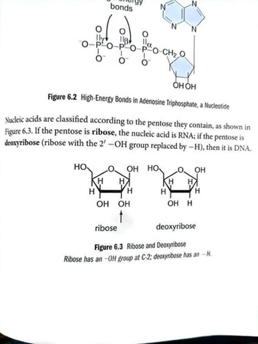 <p>Nucleotide with three phosphate groups.</p>