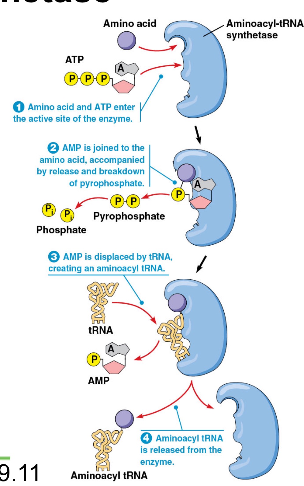 Uses ATP's conversion to AMP to link an amino acid to a tRNA molecule. Also proofreads that the proper amino acid has been added to the matching tRNA.