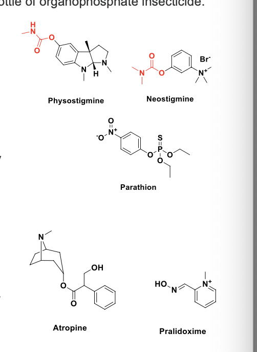 <p>a) 2 types of insecticides in this class: carbamate insecticides and organophosphate insecticides. the carbamate insecticide and organophosphate insecticides. the carbamate insecticides are “reversible” and inhibit AChE in a fashion identical to other carbamoylating agents (physostigmine and neostigmine) while the organophosphate insecticides inhibit AChE in an irreversible manner by alkylphosphorylation. the organophosphate inhibition of AChE is initially reversible but “ages” into an enzyme inhibition that is resistant to hydrolysis and reactivation. the symptoms of poisoning from both insecticides resemble each other but poisoning from an OP insecticide will benefit from early admin of AChE reactivator</p><p></p><p>b) <strong>atropine</strong> in sufficient dosages (large doses may be required) effectively antagonizes the effects at muscarinic receptor sites. <strong>atropine</strong> is virtually WITHOUT effect against the peripheral neuomuscular junction (nicotinic) effects. the nicotinic effects of acute OP poisoning can be reverse by <strong>pralidoxime (2-PAM)</strong>, a cholinesterase re-activator. the reactivation of AChE is most pronounced at <u>skeletal NMJ</u> b/c pralidoxime has weak anti-cholinesterase activity, it is NOT recommended for the treatment of overdosage with <strong>physostigmine</strong> or <strong>neostigmine</strong> (reversible inhibitors) or poisoning with the carbamoylating insecticides such as carbaryl</p>