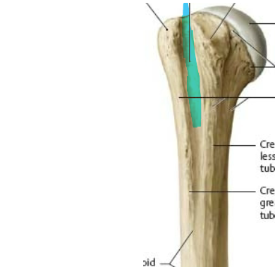 sits between two tubercles and extends down