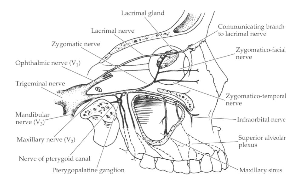 <p>lacrimal nucleus → pterygopalatine ganglion → zygomatic nerve → zygomaticotemporal → communicating branch → lacrimal nerve</p>