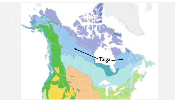 <p>climate: long cold winters, short summers. moderate precipitation</p><p>dominant vegetation: spruce, fir, pine, larch</p><p>forest structure: closed canopy forest</p><p>two genera: pine, spruce</p>