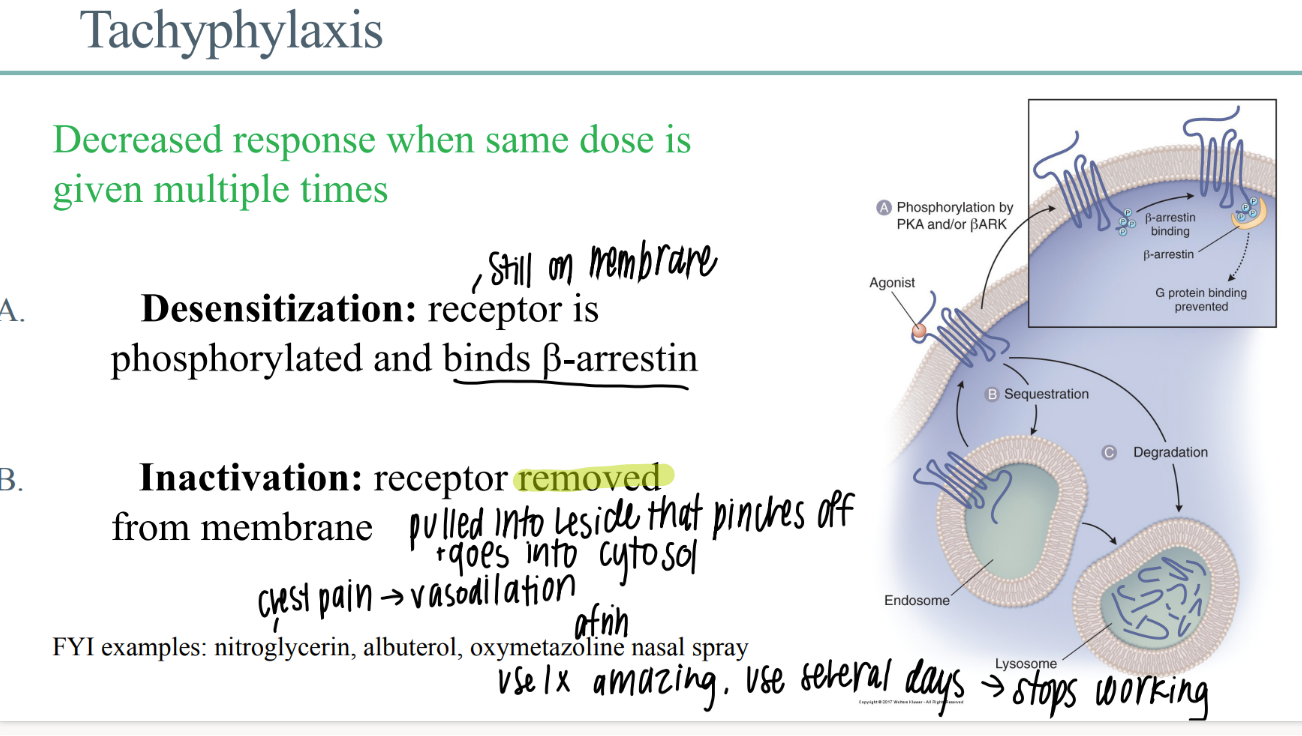 <p>decr drug response when SAME dose given multiple times </p>