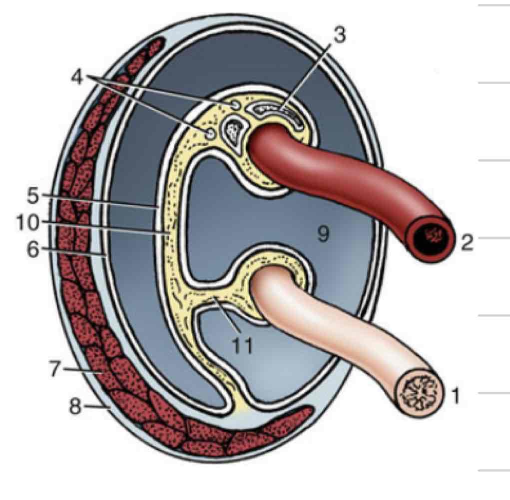 <ul><li><p>varies in shape and length based on orientation of testes</p></li><li><p>Includes</p><ul><li><p>Pampiniform plexus</p><ul><li><p>Spermatic vein</p></li></ul></li><li><p>Spermatic artery</p></li><li><p>Deferent duct</p></li><li><p>Cremaster muscle</p></li></ul></li></ul>