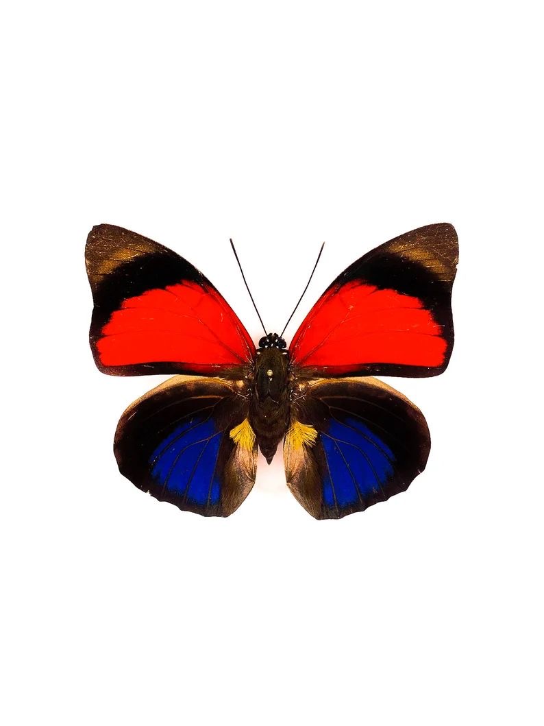 <p>Agrias Butterfly</p>
