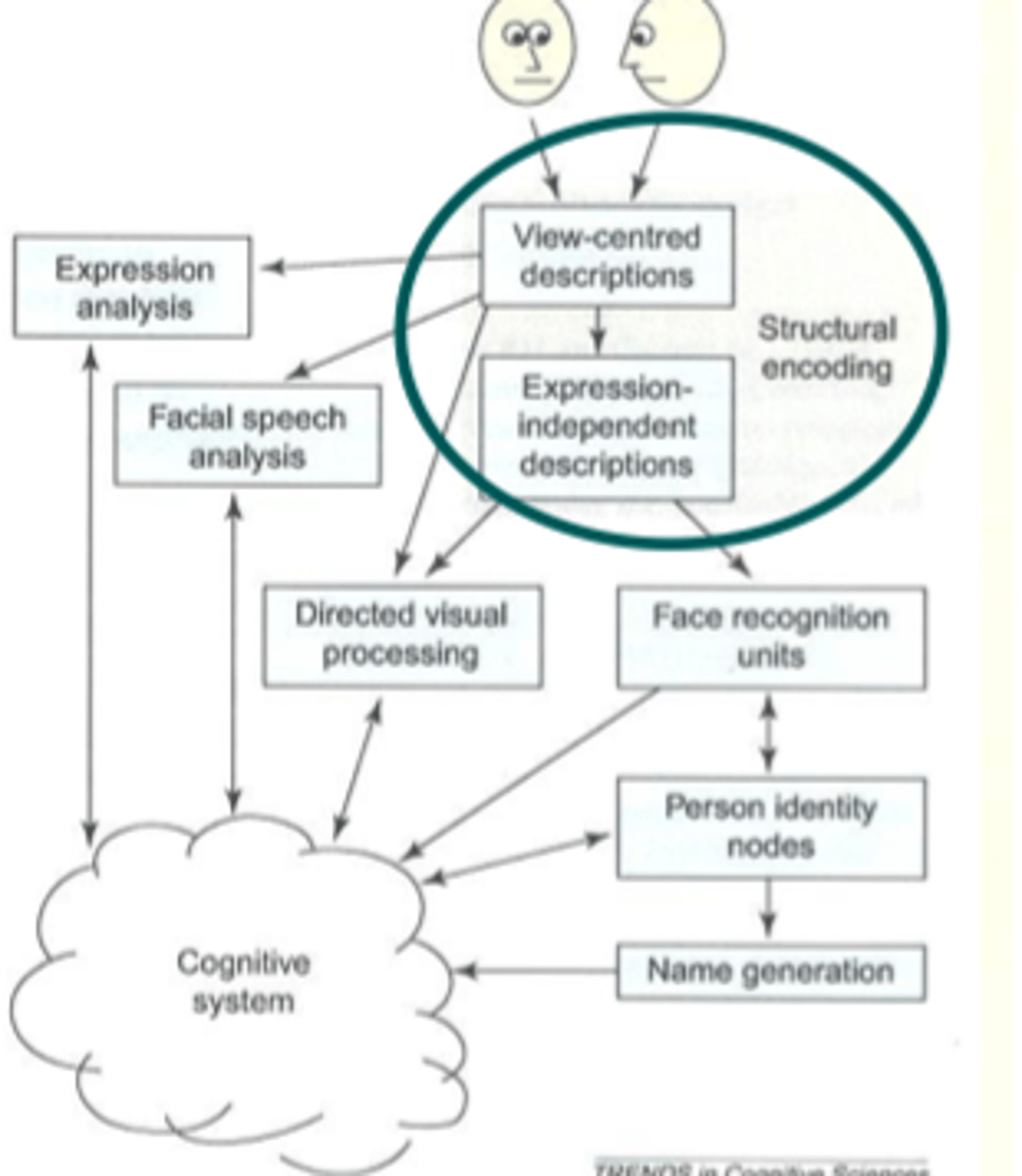 <p>form face percept via parallel extraction of diff types of feature based info from faces</p><p>viewer centred description &amp; expression independent descriptions</p>