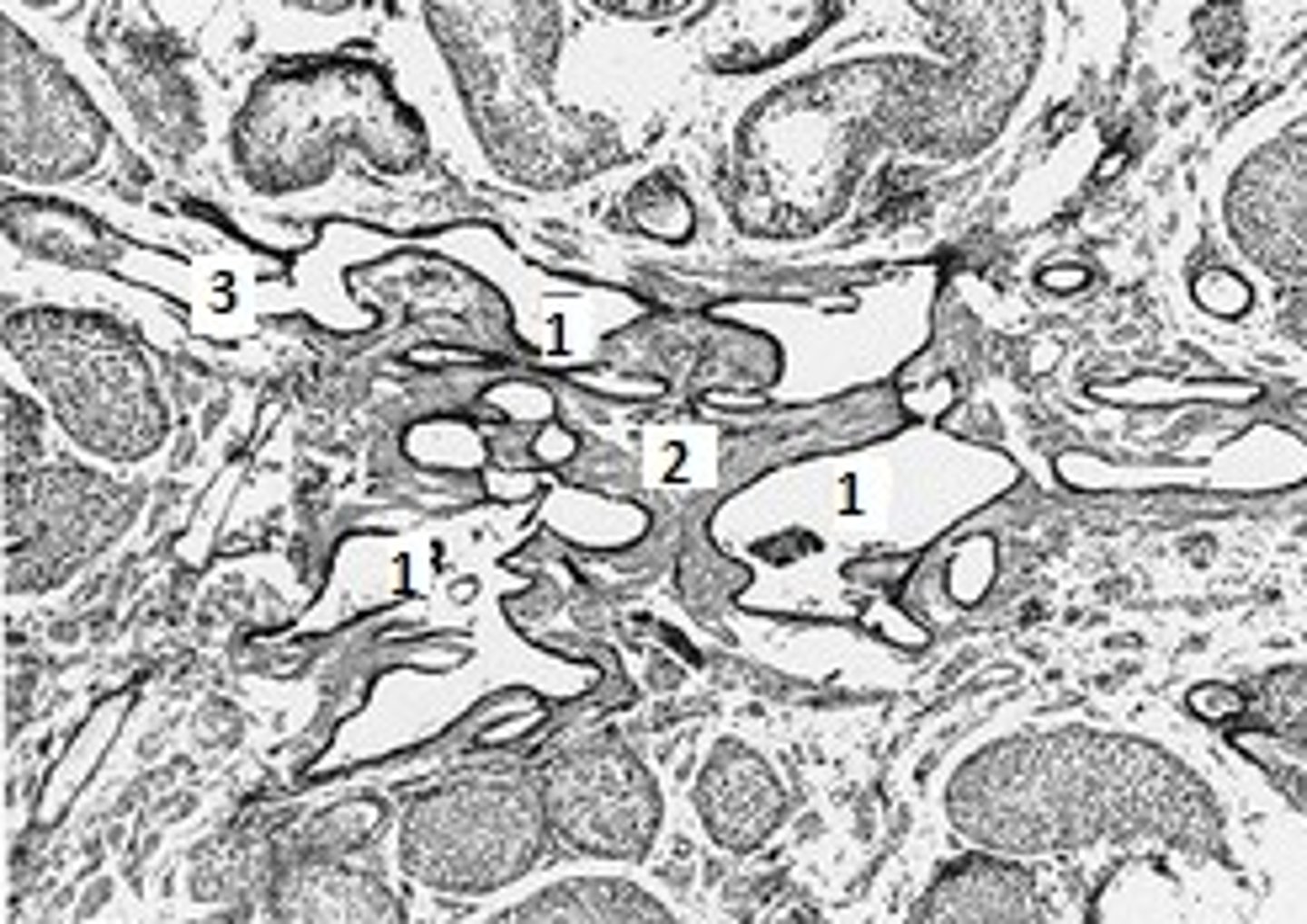 <p>Identify &amp; describe #1-3. List common characteristics.</p>