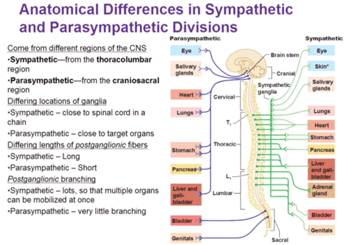 <p>Sympathetic ganglia come from the thoracolumbar region, parasympathetic ganglia are synapsed by neurons originating in the craniosacral regions.</p>