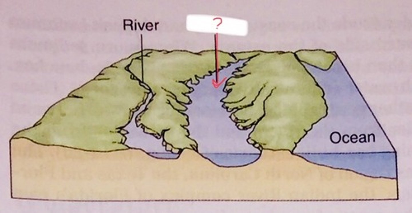 <p>a region where freshwater is mixed with saltwater</p>