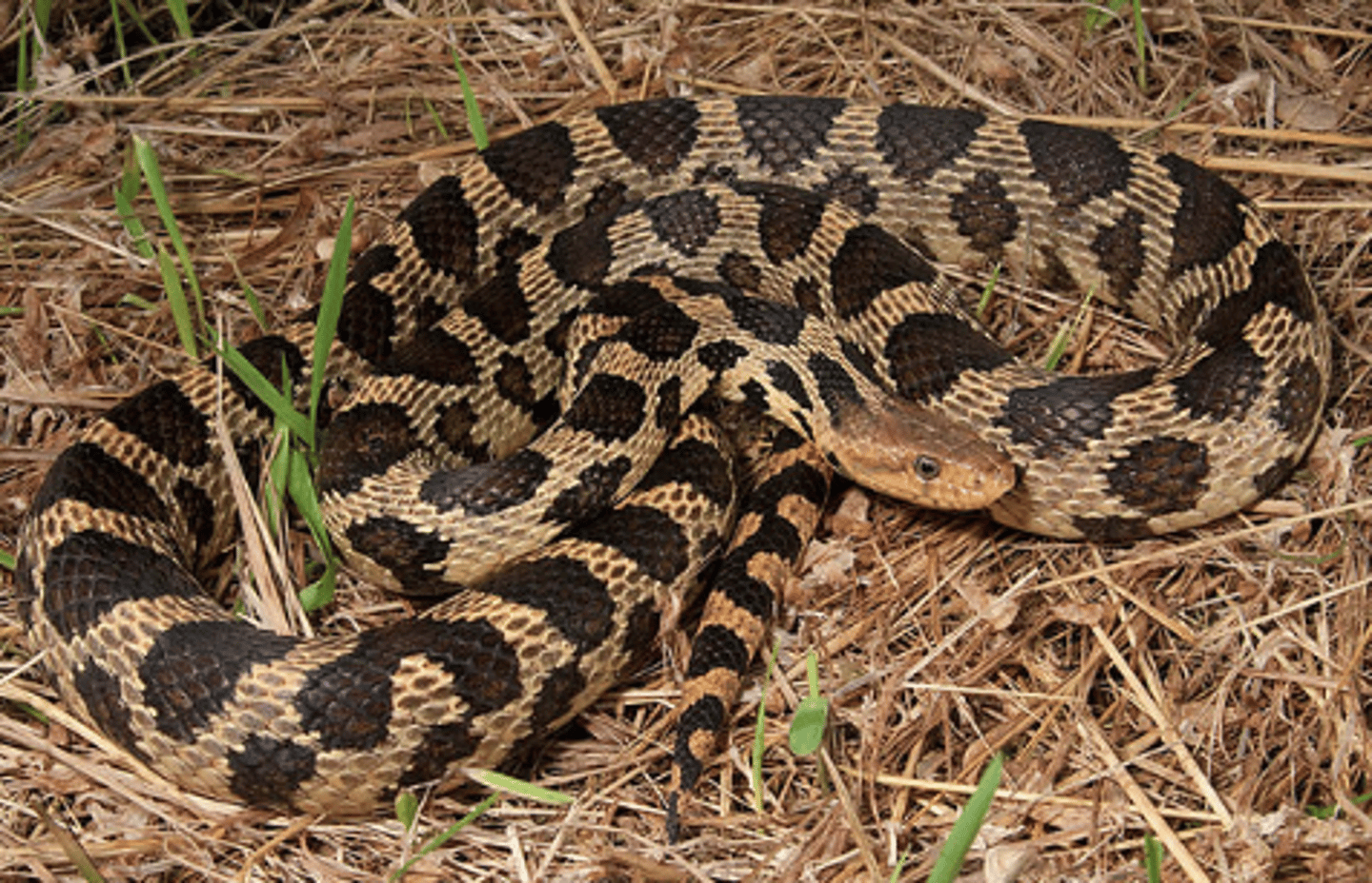 <p>Pantherophis vulpinus</p><p>Order: Squamata</p><p>Family: Colubridae</p>