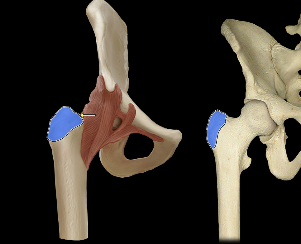 <p>Greater trochanter</p>