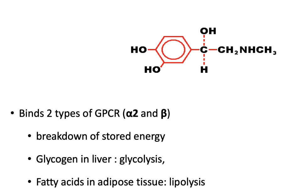 <ul><li><p><strong>Catecholamines come from:</strong></p><ul><li><p><strong>Adrenal glands</strong> (small endocrine glands that sit on top of kidneys) produce epinephrine (adrenaline) and steroids like aldosterone &amp; cortisol.</p></li><li><p><strong>Norepinephrine</strong> is secreted by nerve cells and acts as a neurotransmitter.</p></li></ul></li><li><p><strong>Function of epinephrine:</strong></p><ul><li><p>Binds both beta and alpha-2 adrenergic receptors, causing different responses depending on receptor type.</p></li><li><p>Triggers stress response by increasing ATP supply through breakdown of energy stores, glycogen and triacylglycerol:</p><ul><li><p>Glycolysis in liver (breaking down glycogen to glucose)</p></li><li><p>Lipolysis in adipose tissue (breaking down fatty acids).</p></li></ul></li></ul></li></ul><p></p>