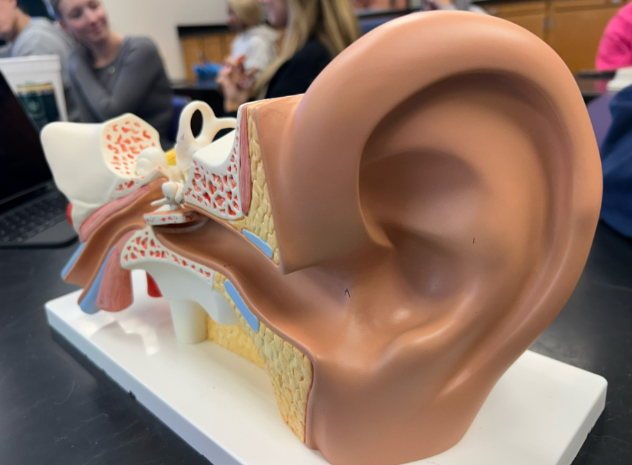 <p>Auditory Tube</p>