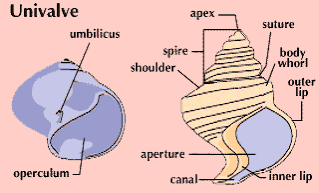<p>Одностворчатый </p>