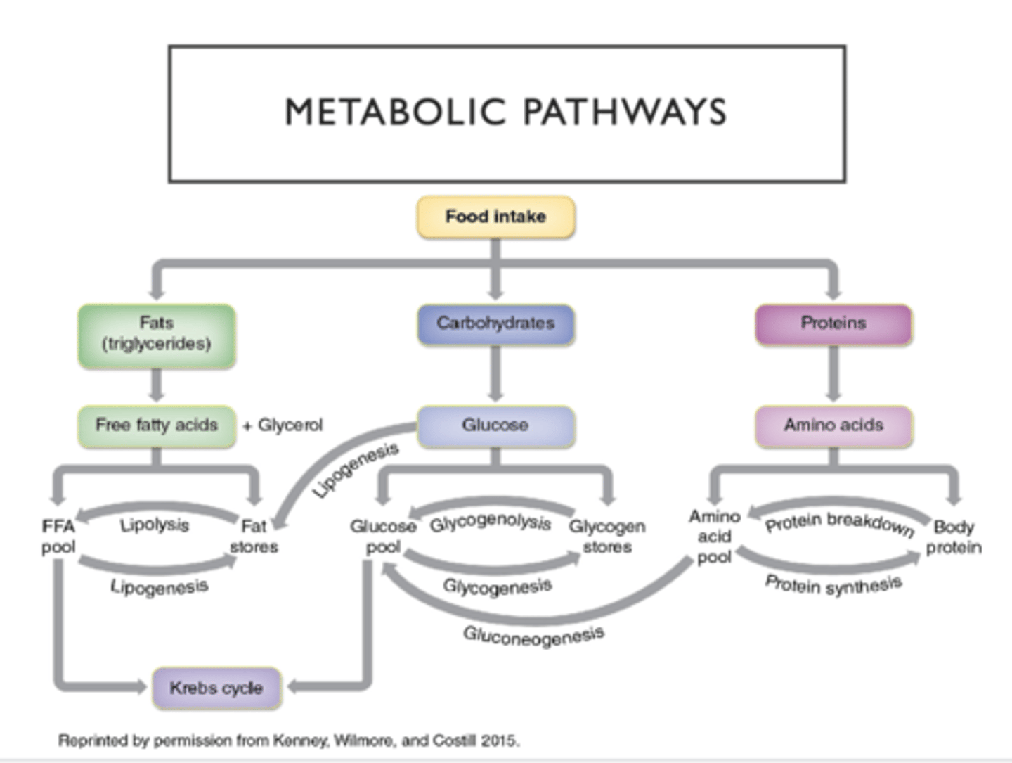 <p>Carbs are king<br>Protein: not used much as fuel (2%)</p><p>In athletes: We’re maximizing availability, storage and feed for performance</p>