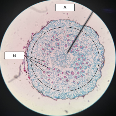 <p>What is B called</p>