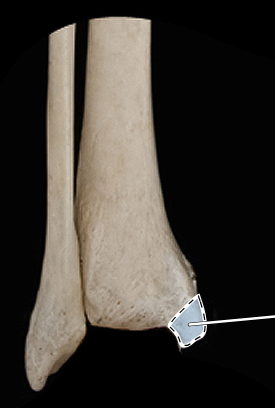 <p>Articulated tibia and fibula, posterior view, distal end</p>
