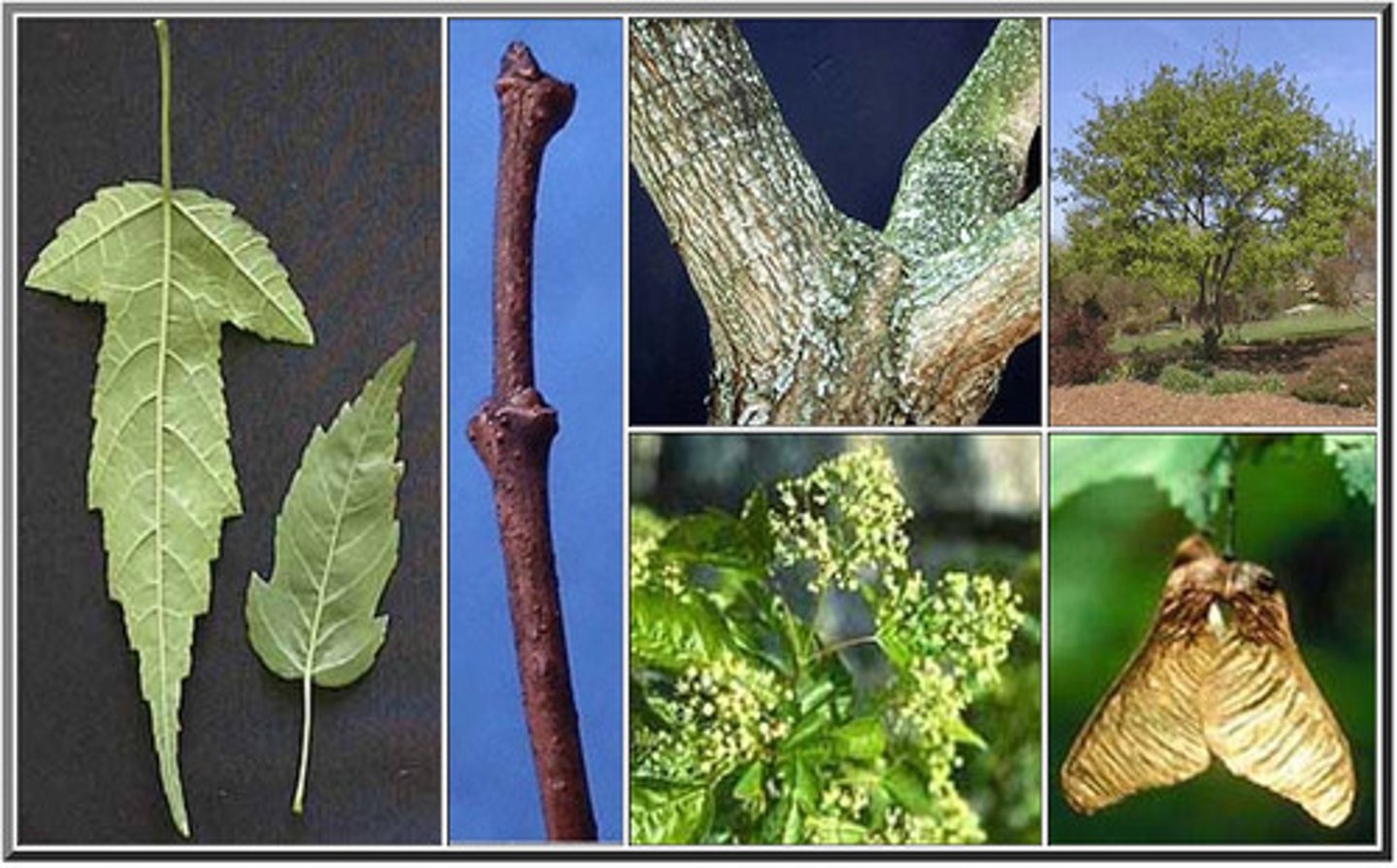 <p>Sapindaceae Acer ginnala</p>