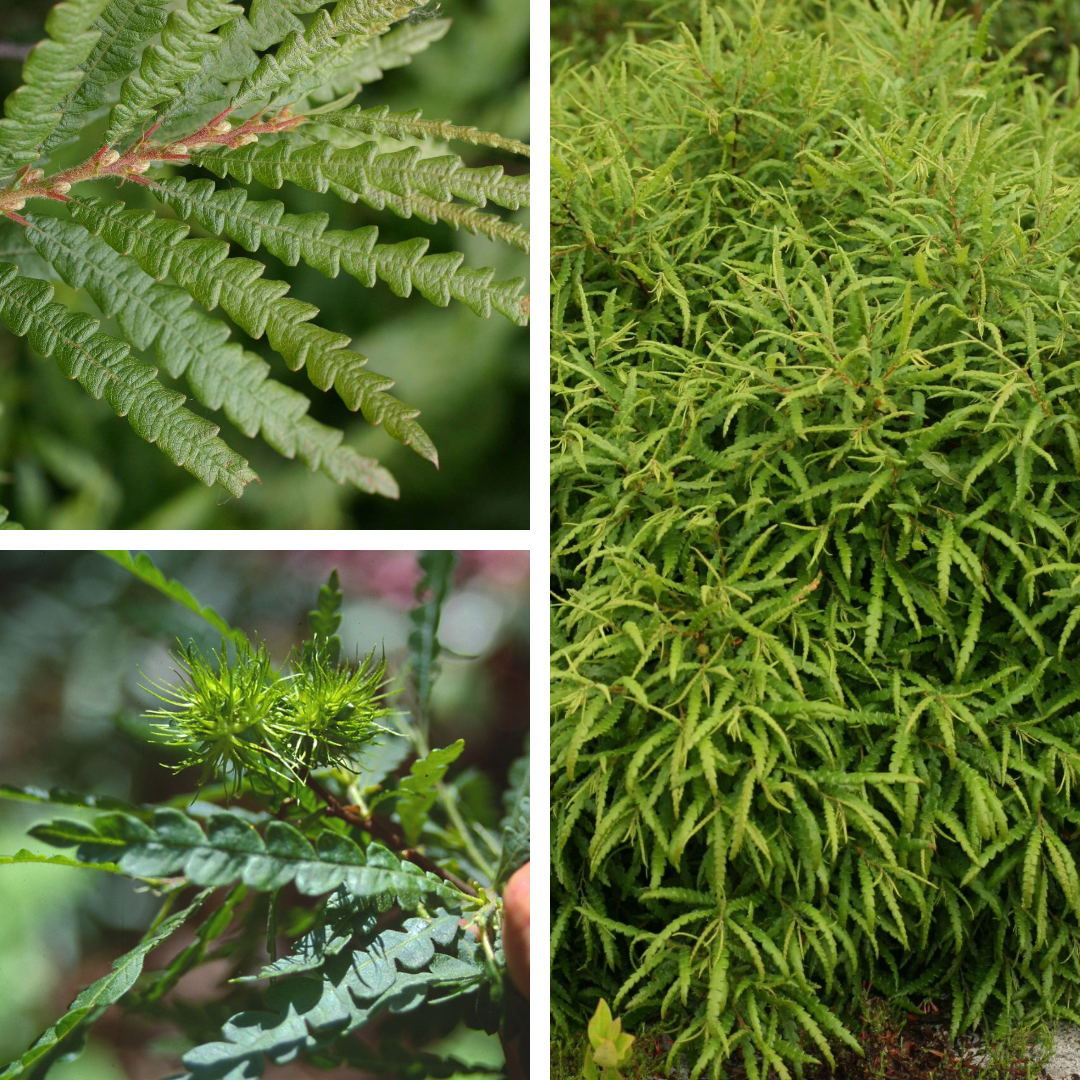 <p>Sweetfern</p><p>Knee to thigh, dark red twigs, fern like lobed leaves</p>