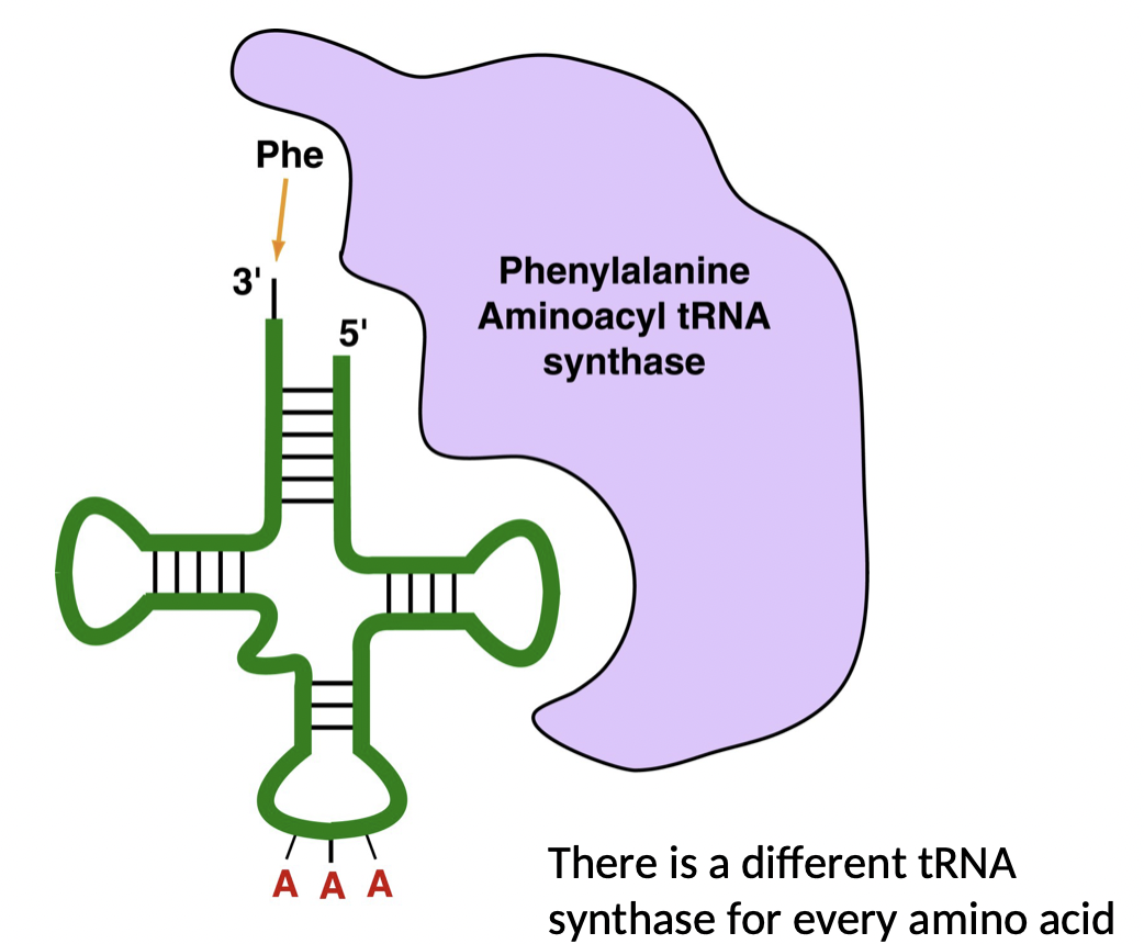 <ul><li><p>class of enzymes, one for each amino, catalyzes the attachment of a specific amino acid to a tRNA</p></li><li><p>enzymes = aminoacyl tRNA sunthases</p></li><li><p>this is what the code is truly determined by</p></li></ul>