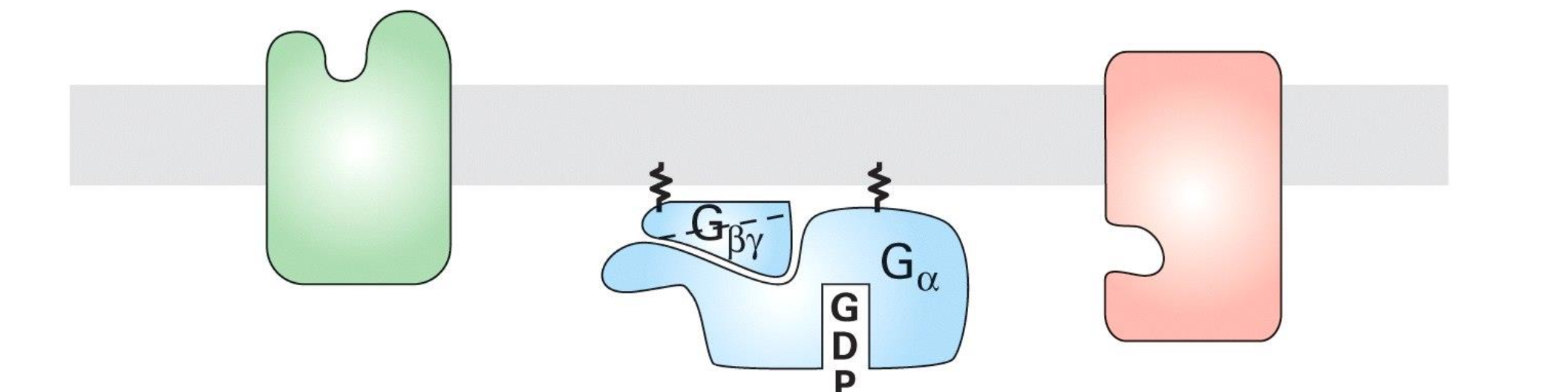 <p>L’hydrolyse du GTP en GDP, permettant la dissociation de Galpha avec l’effecteur.</p>