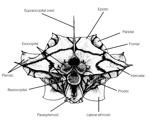 <ul><li><p>Attachment point for epaxial muscles to generate force during suction feeding</p></li></ul><p>(Image is rear view of skull)</p>