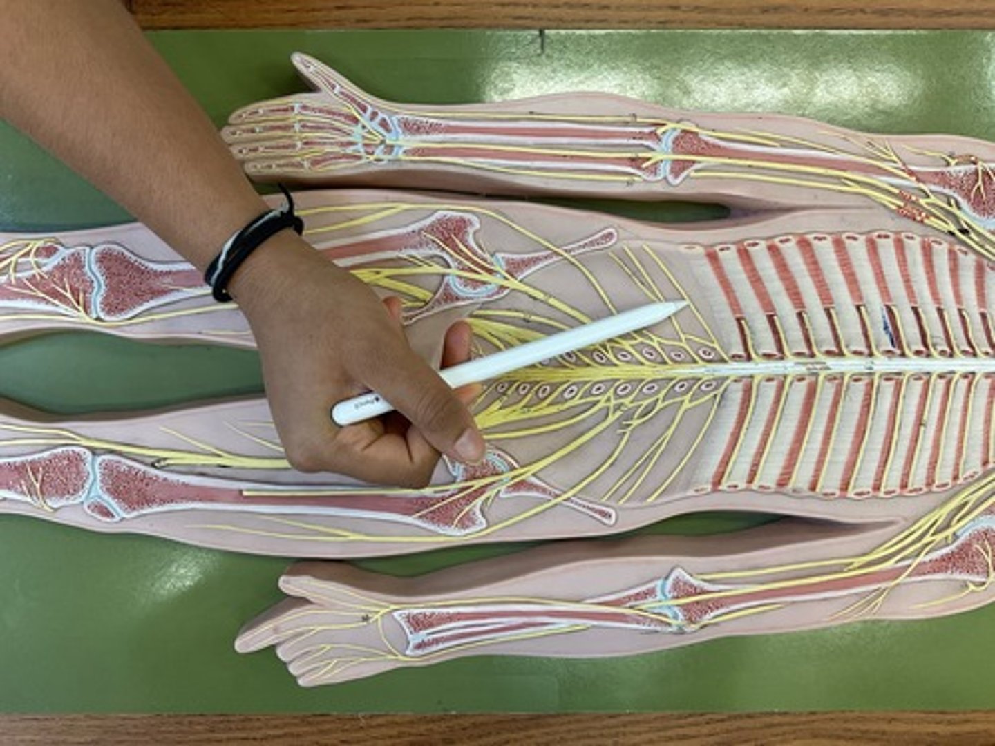 knowt flashcard image