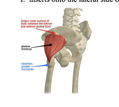 <p>o: ilium (between ant/inf gluteal lines)</p>