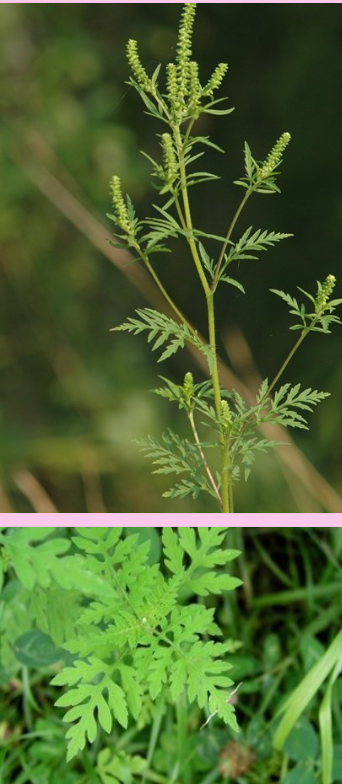 <p>What is the genus and specific epithet of this plant species?</p>