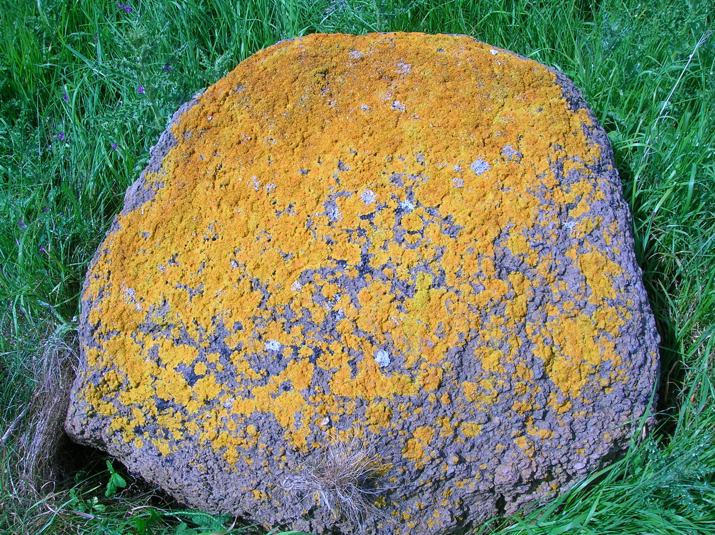 <p>Lichen resembling crust</p>