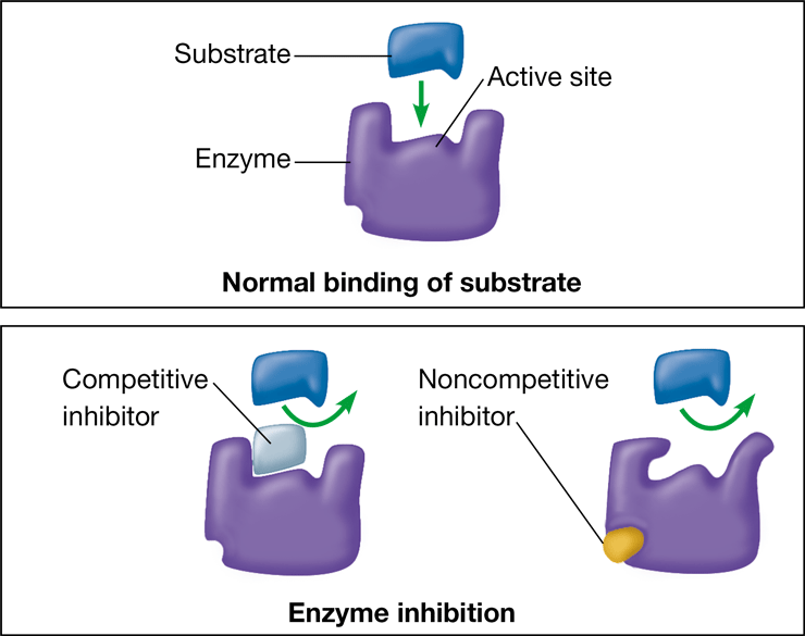 <p>-substance that reduces the activity of an enzyme by binding elsewhere on the enzyme</p><p>-changes that shape of the enzyme so that the active site no long catalyzes the conversion of substrate to product</p>