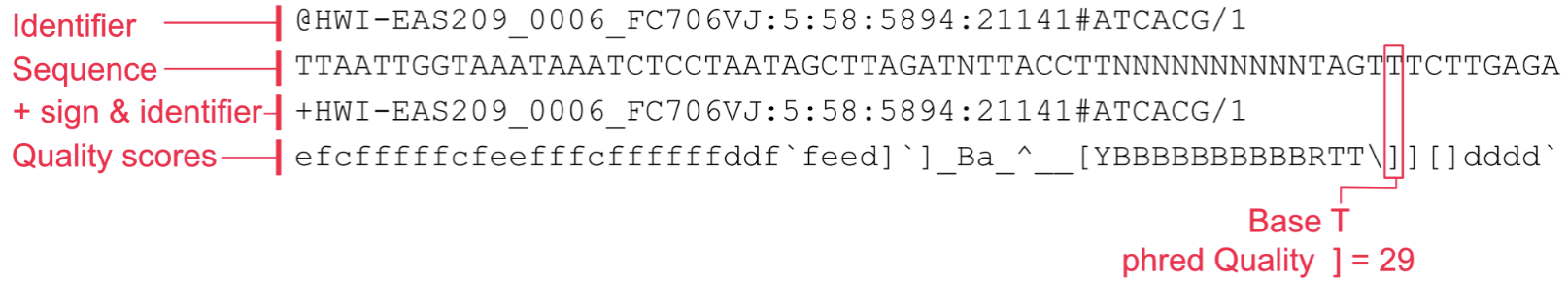 <ul><li><p>FASTQ files to store sequence reads.</p><ul><li><p>An extension of the old FASTA format.</p></li><li><p>Includes both sequence and quality scores.</p></li><li><p>Four lines to represent each read.</p></li></ul></li><li><p>Picture:</p><ul><li><p>Line 1&nbsp;begins with the ‘@’ character, followed by a sequence identifier and an optional description. It can contain flow cell IDs, lane numbers, and information on read pairs.&nbsp;</p></li><li><p>Line 2&nbsp;is the sequence letters.&nbsp;of </p></li><li><p>Line 3&nbsp;begins with a ‘+’ character; it marks the end of the sequence and is optionally followed by the same sequence identifier again in line 1.&nbsp;</p></li><li><p>Line 4&nbsp;encodes the quality values for the sequence in Line 2, and must contain the same number of symbols as letters in the sequence. Each letter corresponds to a quality score. A standard in the field is to use “Phred quality scores”.&nbsp;</p></li></ul></li></ul><p></p>