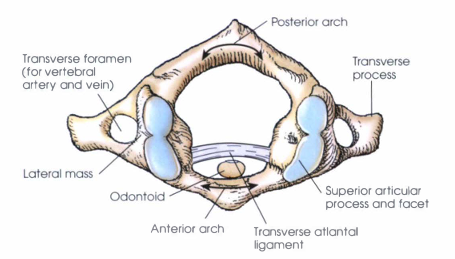 <ul><li><p>Ringlike structure without a body or a distinct spinous process.</p></li><li><p>Composed of an anterior arch, a posterior arch, two lateral masses, and two transverse processes.</p></li><li><p>The <strong>transverse atlantal ligament </strong>divides the ring into anterior and posterior portions.</p><ul><li><p>The anterior portion holds the <strong>dens</strong> (odontoid process) of the axis.</p></li><li><p>The posterior portion transmits the upper spinal cord.</p></li></ul></li><li><p>Each <strong>lateral mass</strong> contains a superior and inferior articular process.</p><ul><li><p>Superior articular processes are large, concave, and horizontally oriented to articulate with the occipital condyles of the skull.</p></li></ul></li><li><p>The transverse processes are long, extending laterally and slightly downward from the lateral masses.</p></li></ul><p></p>