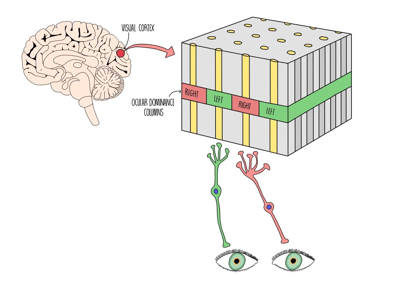 <p>each column contains fibers from only 1 eye</p><p>the columns are further organized by stimulus orientation (only respond to stimulus in front of a particular eye that is oriented in a particular way)</p>