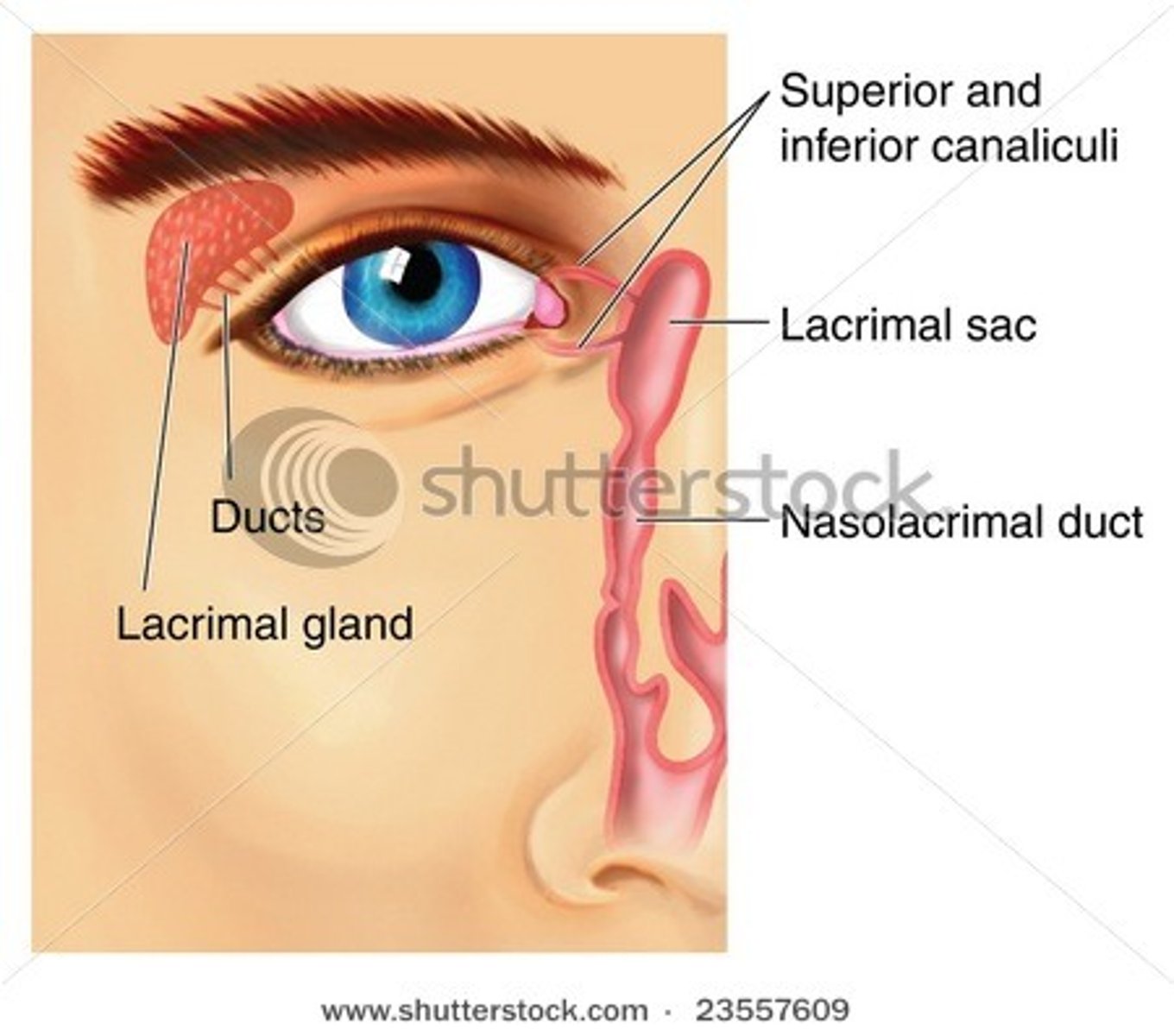 <p>the structures that produce, store, and remove tears</p>