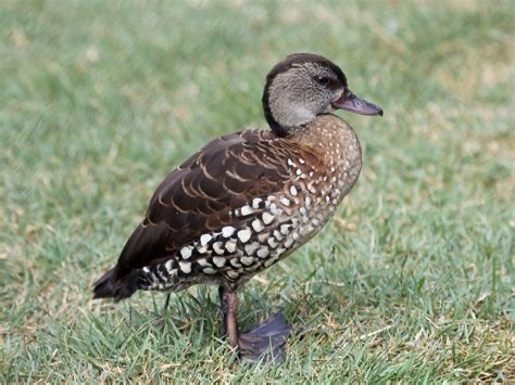 <p>Family: Anatidae</p>
