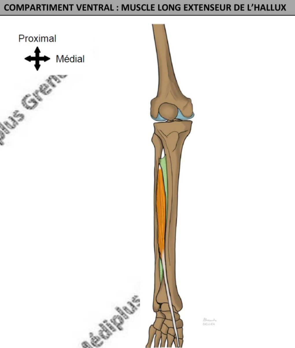 <ul><li><p>fusiforme </p></li><li><p>Vertical → tendineux a partir de la cheville </p></li><li><p>Extenseur de l’hallux: art inter-phalangienne &amp; métatarsio-phalangienne; fléchisseur dorsal de la cheville via art tibio-talienne </p></li><li><p>Nerf fibulaire profond </p></li></ul><p></p>