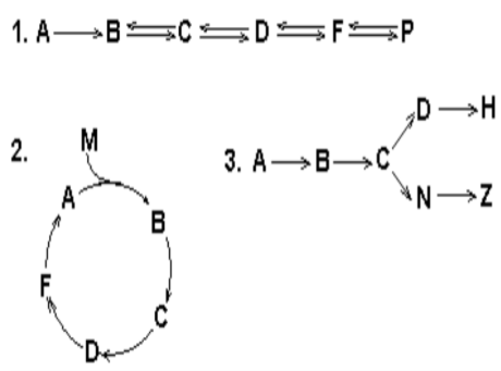 <ul><li><p>Lineal</p></li><li><p>Cíclica</p></li><li><p>Ramificada</p></li></ul><p></p>